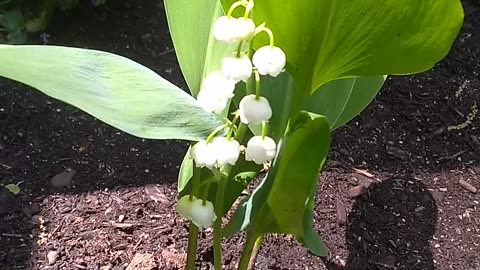 Lily of the Valley