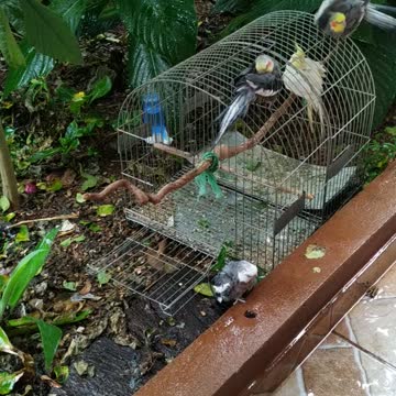 lindas calopsita tomando banho de chuva
