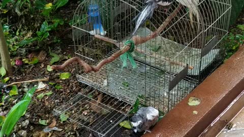 lindas calopsita tomando banho de chuva