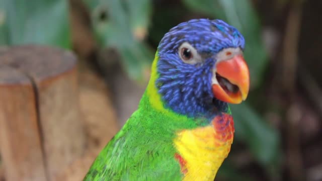 Talking parrot Have you ever seen it up close?