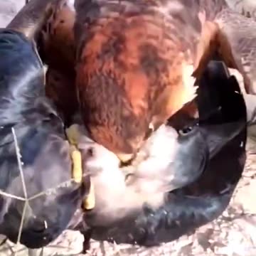 Amazing Hunting Of Falcon |شکار عجیب شاهین