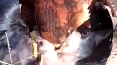 Amazing Hunting Of Falcon |شکار عجیب شاهین