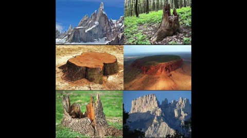 Ancient Trees