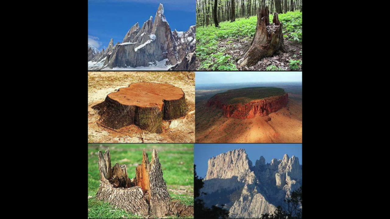 Ancient Trees