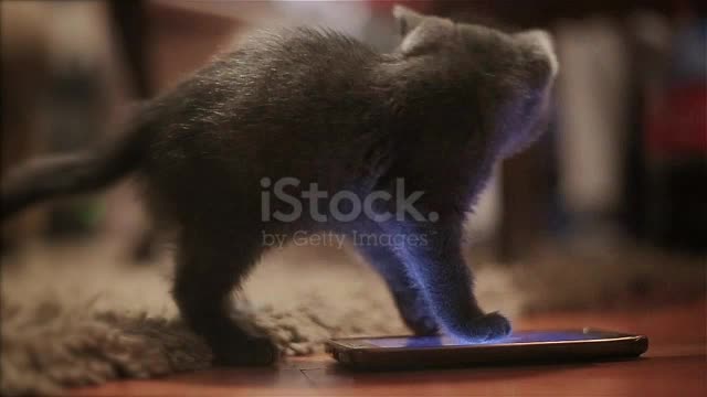 A kitten who wants to enter the screen is very funny