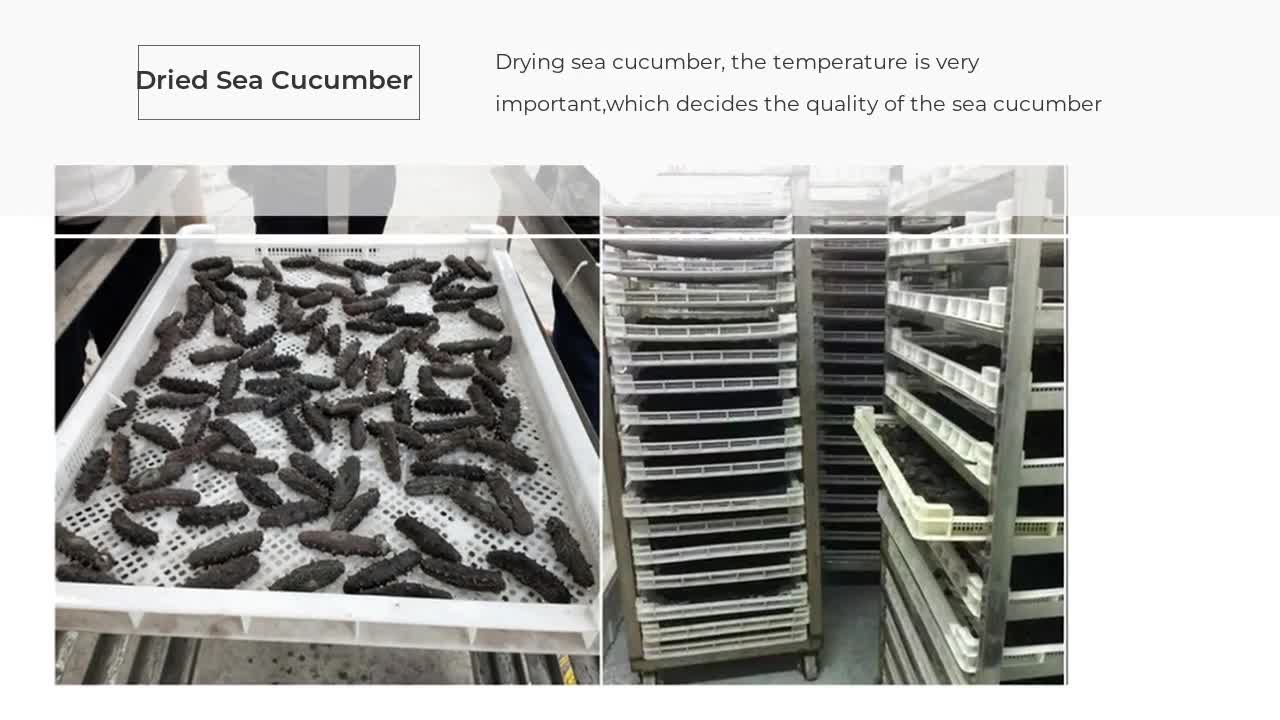 Low Temperature Sea Cucumber Dryer with Dehumidifier DPHG150S-X