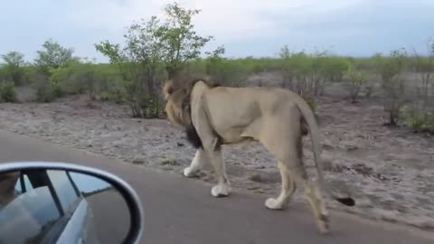 Scariest moments, The Lion attack, 2