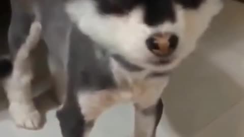 Cute action from a baby dog