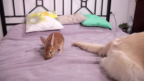 Rabbit vs Dog Tail