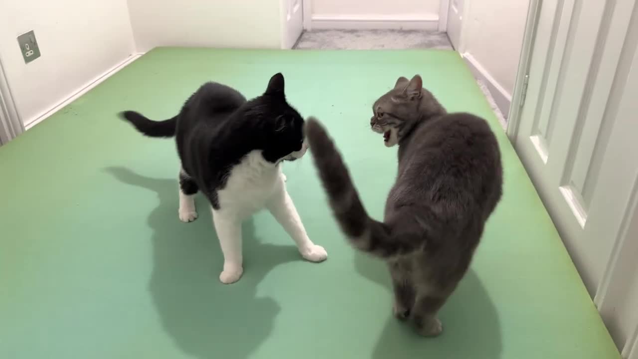 Cat Bites Other Cats Butt