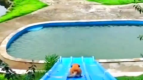 Dog Funny Moment Skating By Swimming Pool🤣