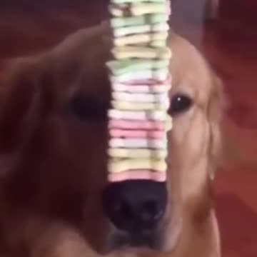 Awesome self control 🤣🤣🤣