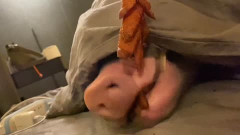 pig