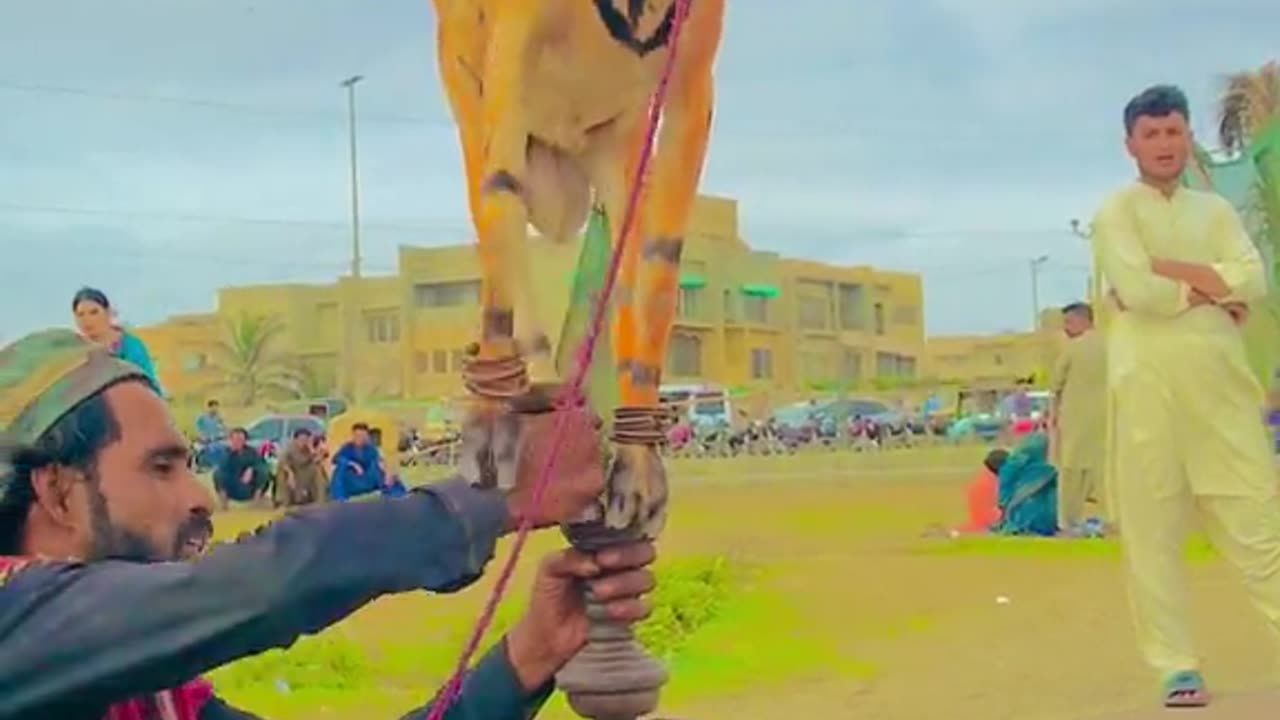 Madari