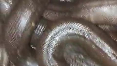 Sanake| cobra snake 🐍🐍| sanskar hi snake