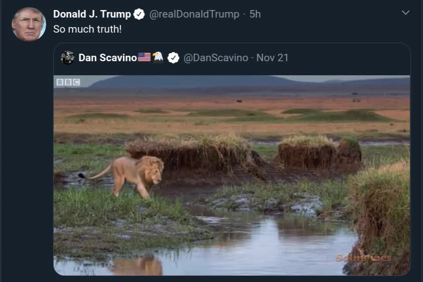 THE KING LION.