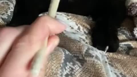 smart cat with good mood