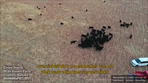 Wat veroorzaakte het driehoekige patroon van verstoorde grond rondom een verminkte koe?