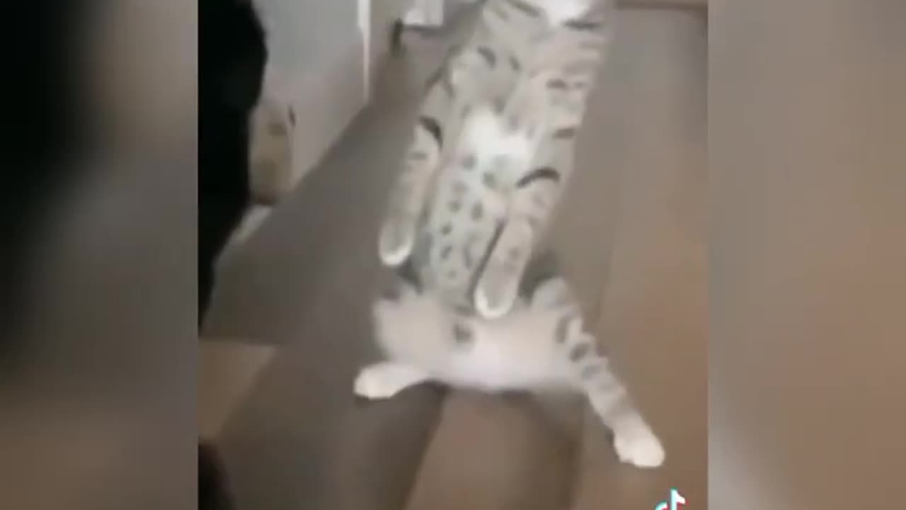 FUNNY CATS AND DOGS COMPALIATION