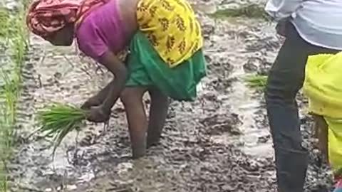 Paddy plants are planted in this way in India