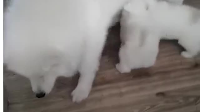 These hungry puppies have missed their mom