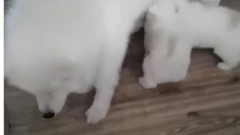 These hungry puppies have missed their mom
