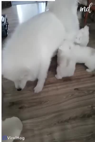 These hungry puppies have missed their mom