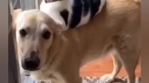 Funny cat