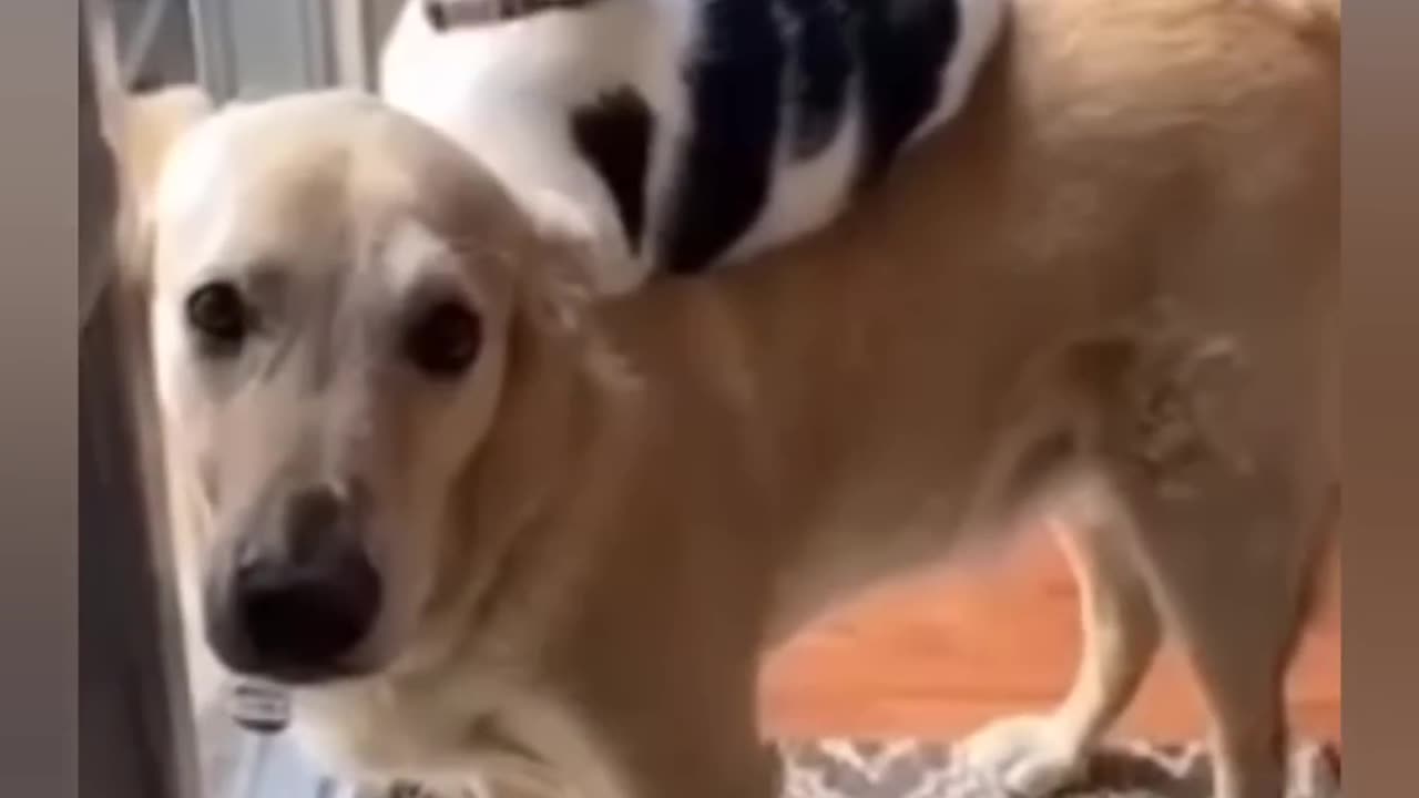 Funny cat