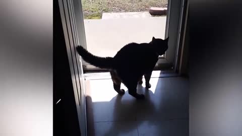 Very cute cat