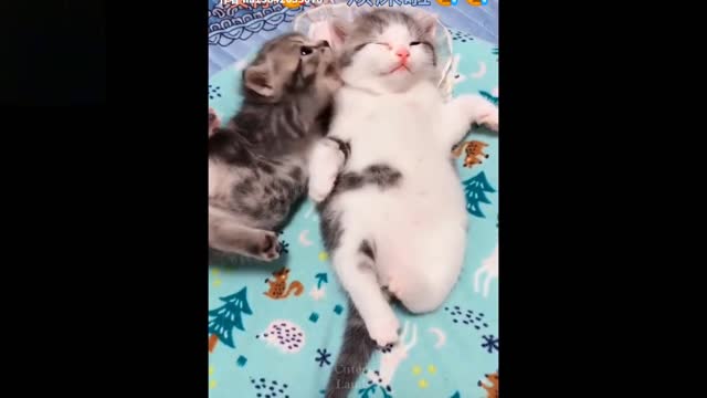 💗Cute And Funny Pets - 😍Watch What Those Funny TikTok Pets Have in Mind 💗