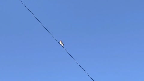 Little birdie Greatness