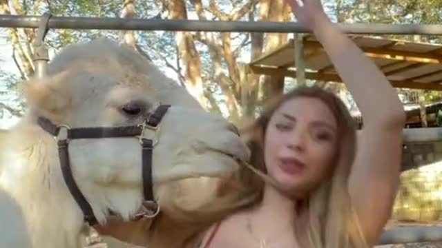 Camel does not like her