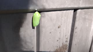 Monarch whisperer short update
