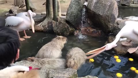 Interesting Animal Moments Caught On Camera