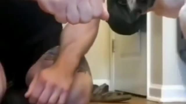 Cute dog trying to play with its owner