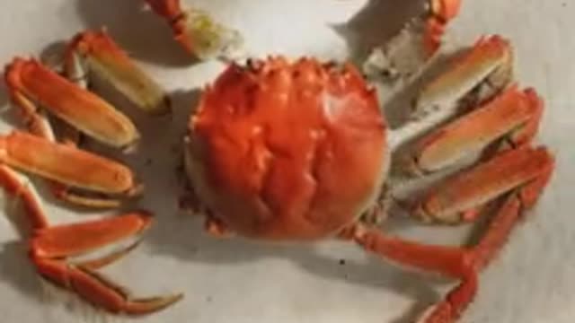The proper way to open a hairy crab
