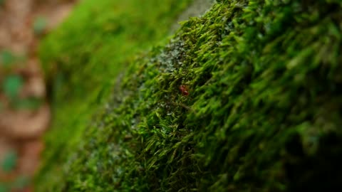 the Song Of Nature: Relaxing Music For Stress Relief And Healing - Java Music