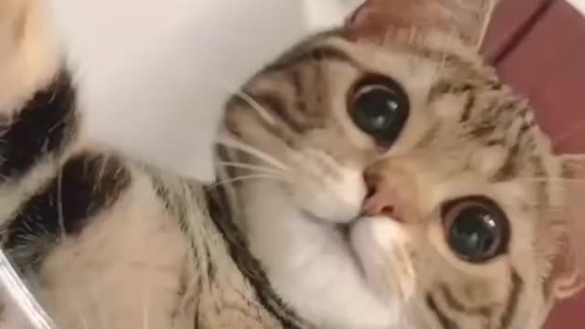 Cute Cats Funny Cats: A Collection of Cat Videos