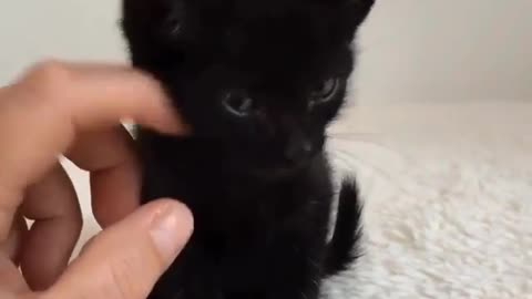 Love Pets