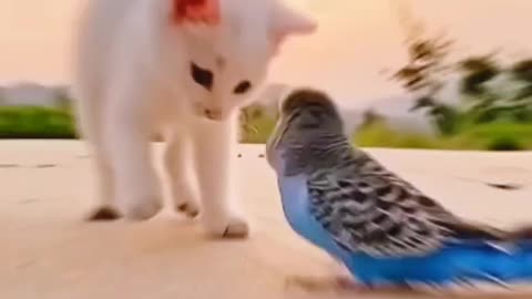 Cute cat & parrot 😍