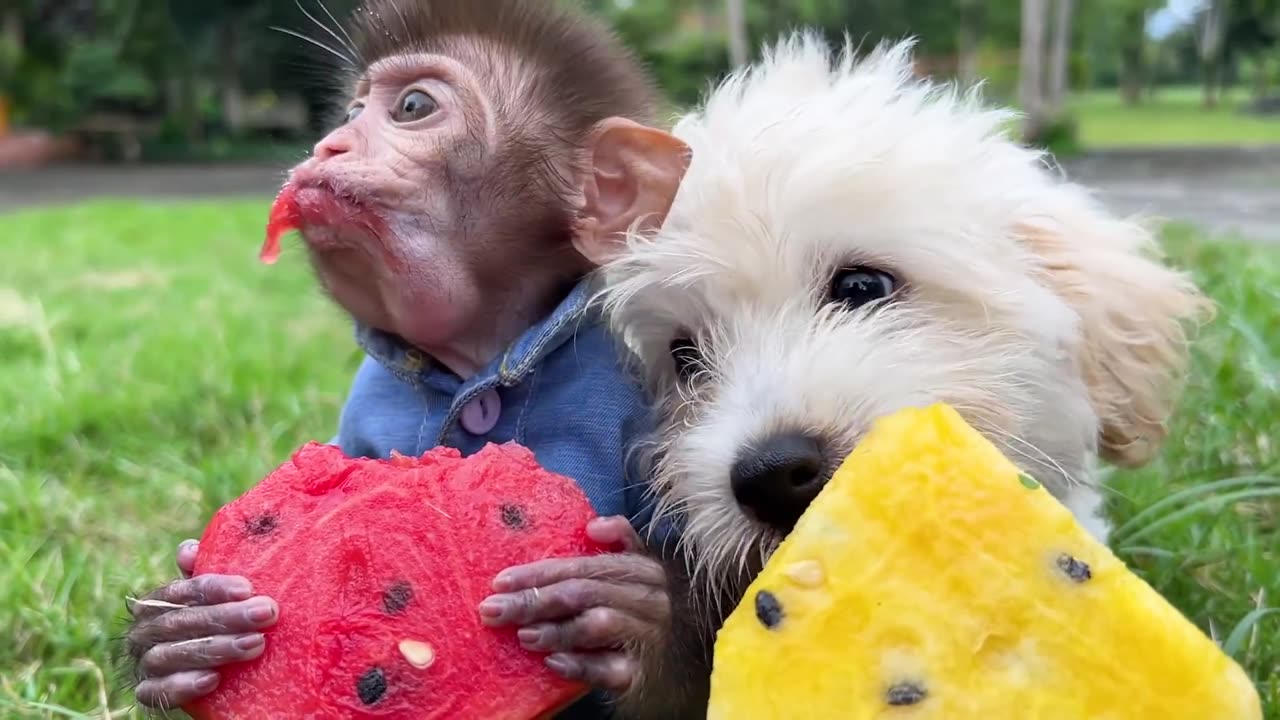 Animals funny video