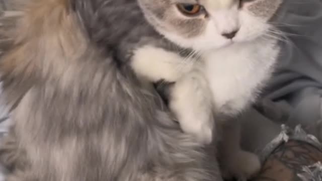 Brother likes to help sister lick hair, but sister is not happy! Ha ha!