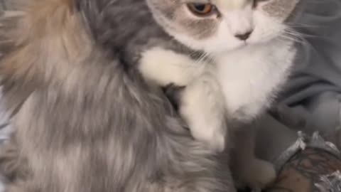 Brother likes to help sister lick hair, but sister is not happy! Ha ha!