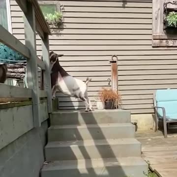 "That gate won't stop me!!" 😂🐐