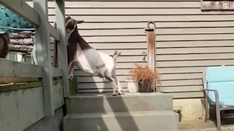 "That gate won't stop me!!" 😂🐐