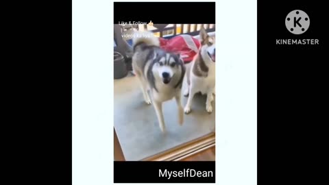 Funny movement with animals 😂😂😂