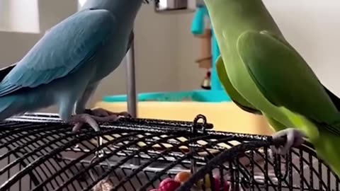 Too Cute & Too Funny: Watch This Animal in Action!