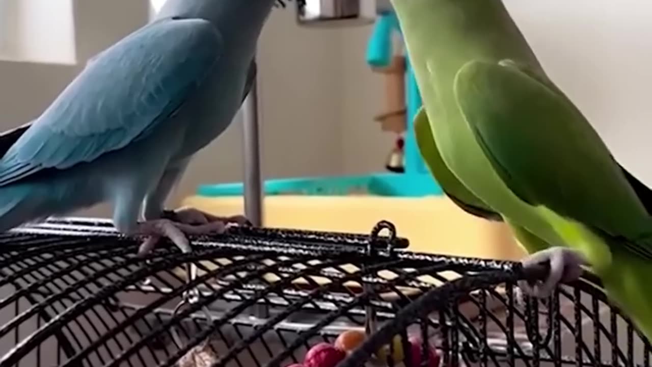 Too Cute & Too Funny: Watch This Animal in Action!