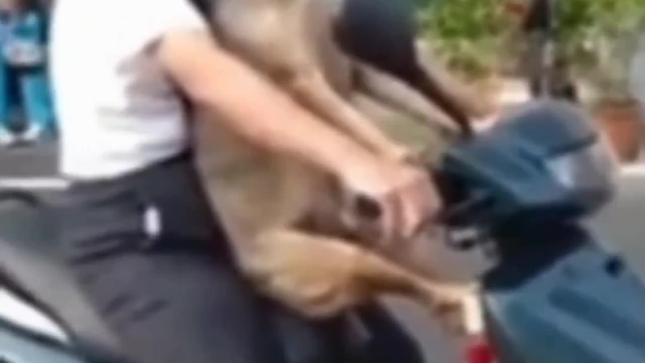 a collection of animals with funny behavior